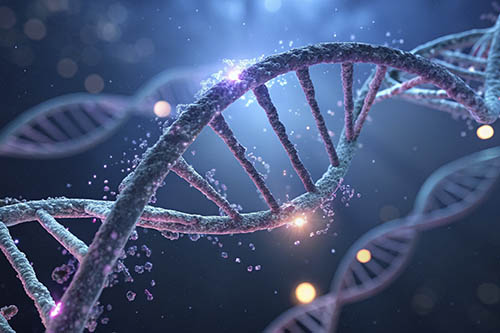 Основные функции в организме витамина B12 (Кобаламин, Cobalamin)