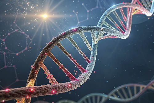 Основные функции Витамина B9 (Фолиевая кислота, Folate) в организме