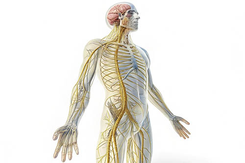 Витамины группы B и будущее нейронауки, периферическая нейропатия и нейромышечная передача​